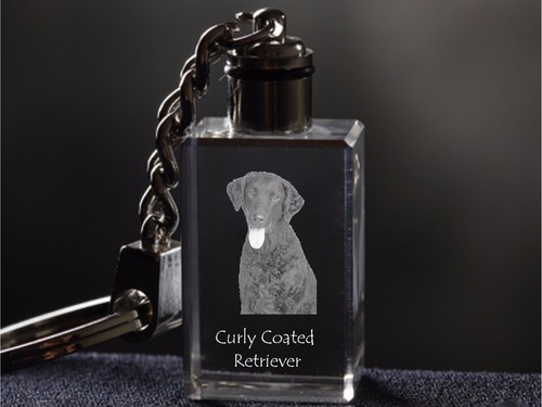 Curly coated retriever dog - curly,