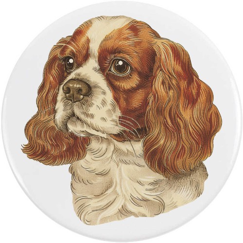 Cavalier king charles - charles, spaniel