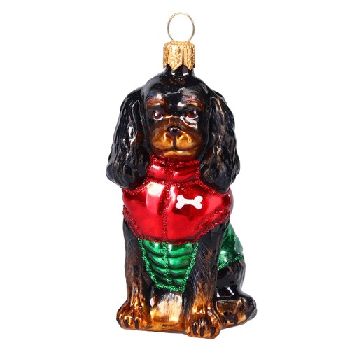 Black tan cavalier king - cavalier,