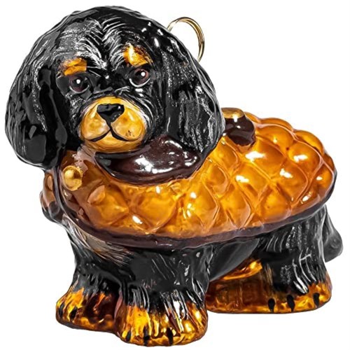 Black and tan cavalier - and,