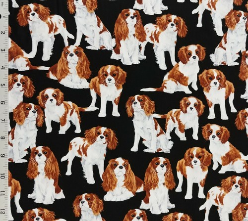 Cavalier king charles - cavalier, spaniel