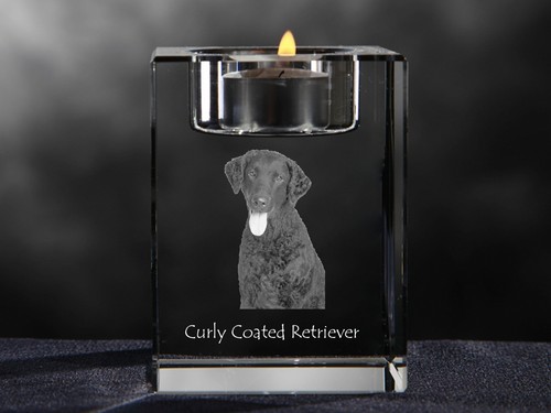 Curly coated retriever - curly,