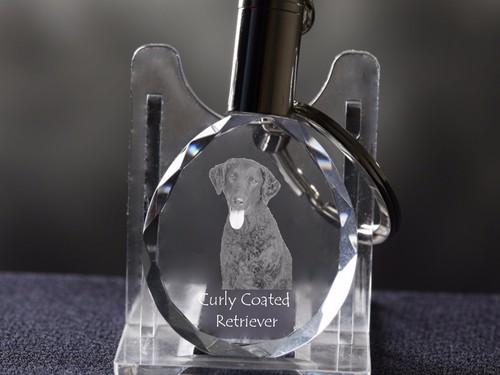 Curly coated retriever dog - coated, retriever,